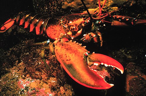Maine lobster